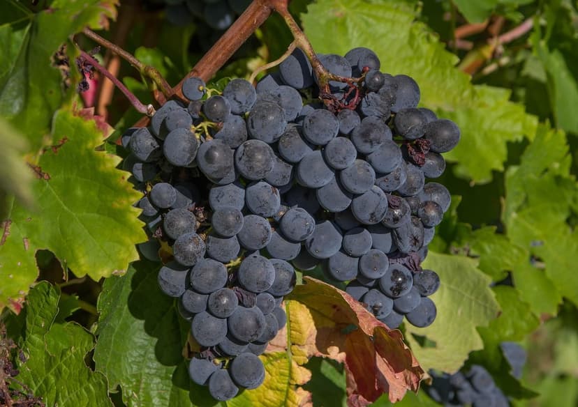 Bioestimulantes en vid Tempranillo: +25% producción en Ribera del Duer
