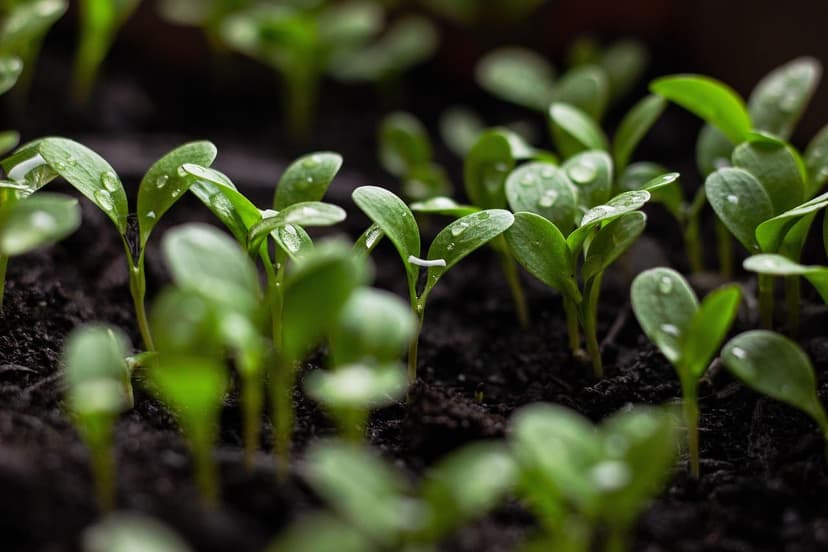 Use of Probiotics to Improve Soil in Greenhouses