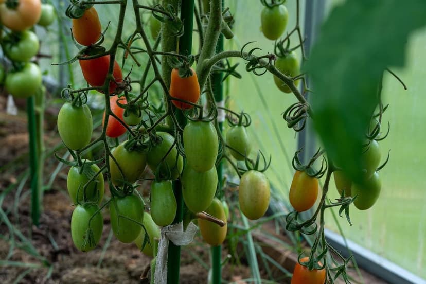 Cloruro en tomate: causa de deficiencias pese a abonado
