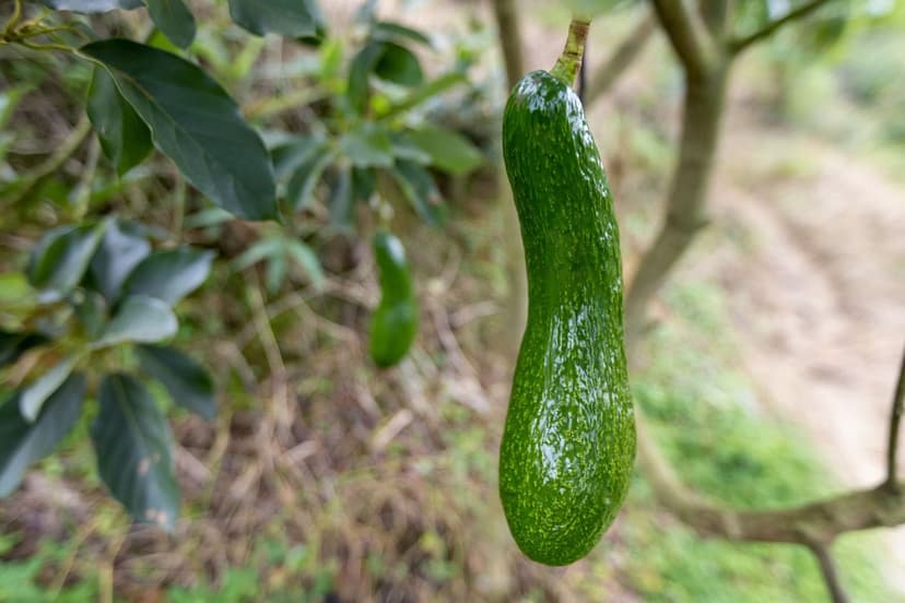 Phytophthora em abacate orgânico: manejo integrado