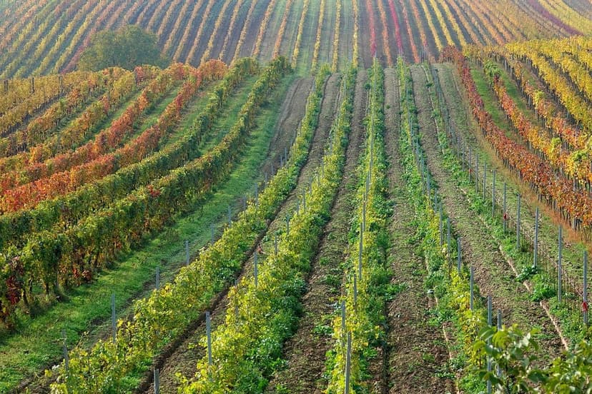 Ecoganic y la Revolución de la Agricultura Sostenible