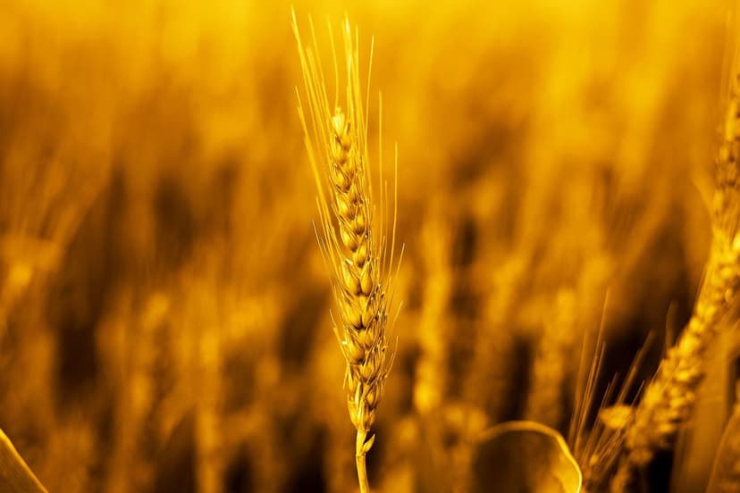 Bioestimulantes para Cultivos Europeus: Melhore sua Produção