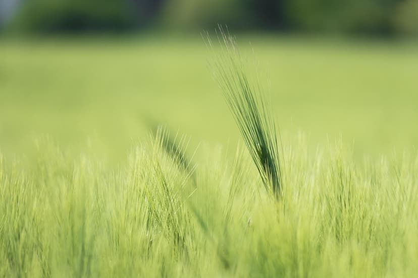 Biostimolanti che potenziano la produzione nelle colture europee