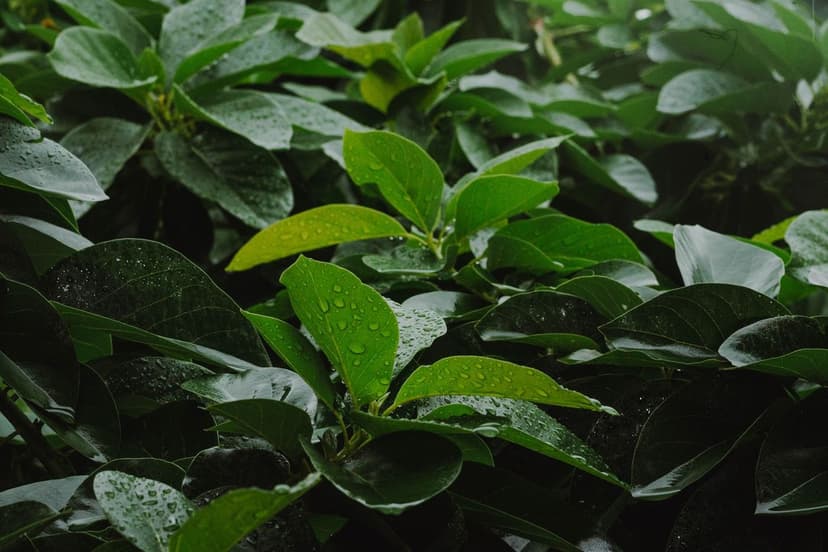 Cuajado de frutos en aguacate con Chlorella: guía 2026