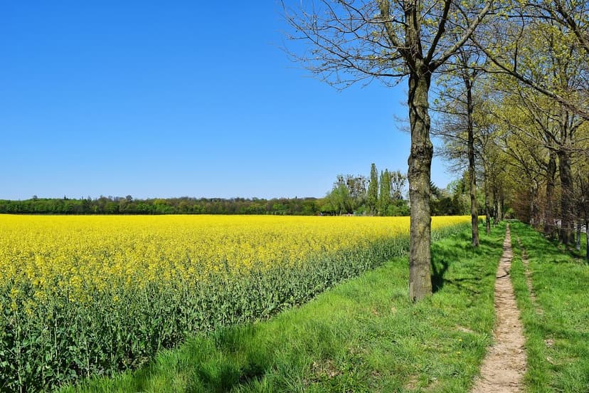 Agricultural Biostimulants: What They Are and How They Work