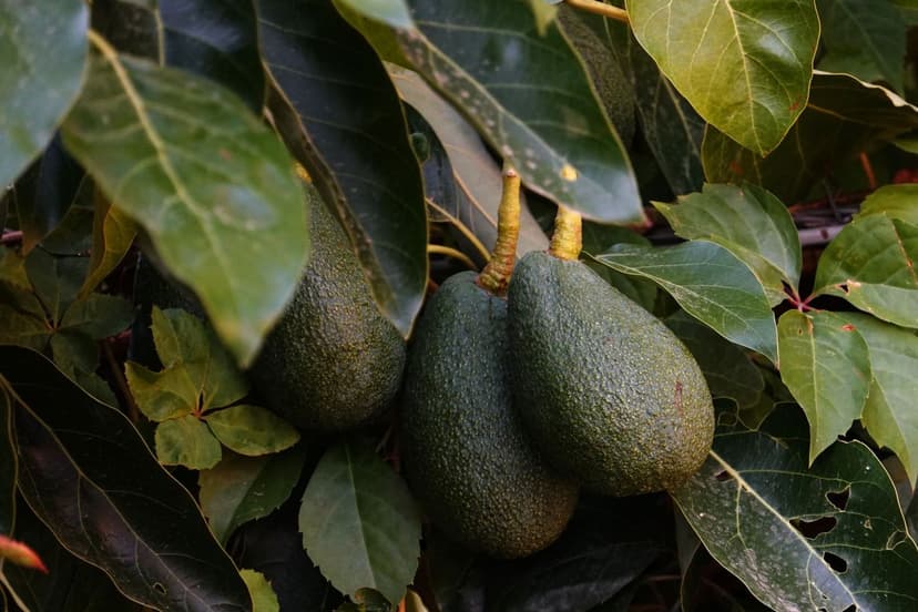 Control de botrytis, mildiu y oídio en aguacate ecológico