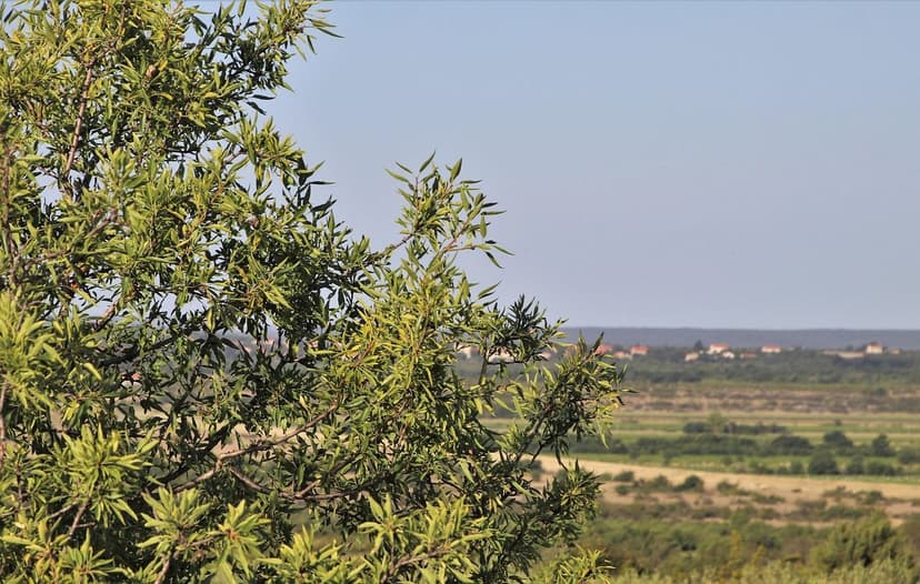 Wirkungsmechanismen bei Wasserstress des Olivenbaums