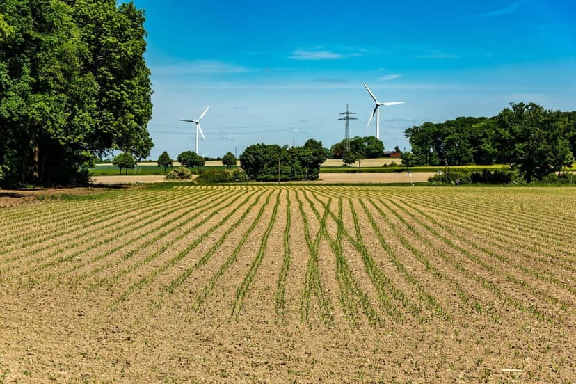 Mécanisme d'Action des Acides Aminés dans l'Absorption Racinaire