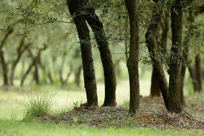 Step-by-step guide to applying bioprotectants in olive trees