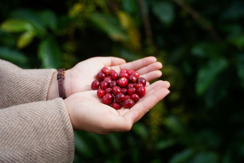 Manejo do Solo para Produção Ótima de Berries