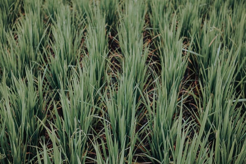 Biostimulants Agriculture Biologique en Europe
