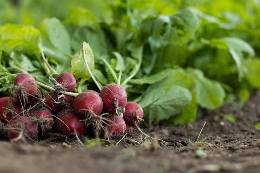 The Gut-Soil Connection: Organic Foods for a Happy Microbiota and a He