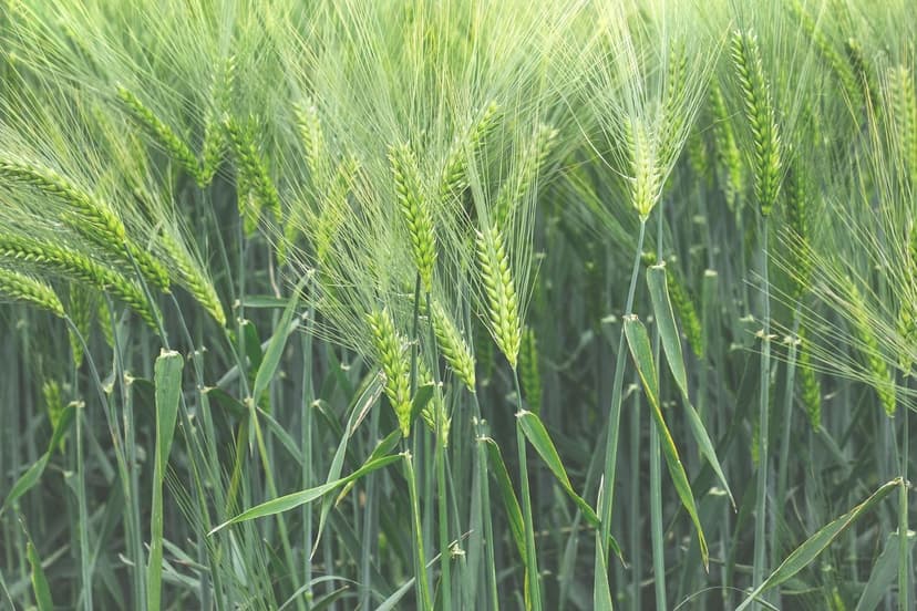 Biostimulants pour améliorer la qualité des cultures européennes