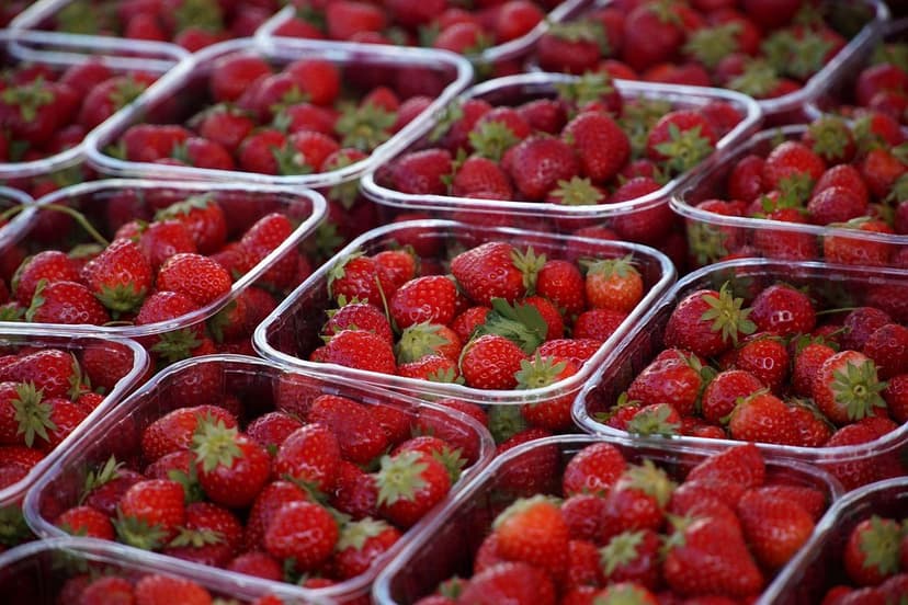 Micro-organismes du sol dans l'agriculture régénérative