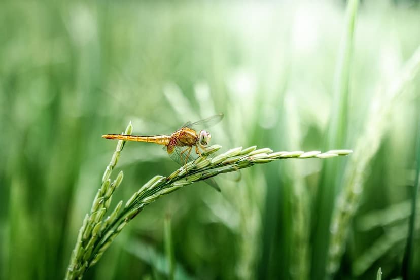 Azote Nitrique en Agriculture : Avantages et Application