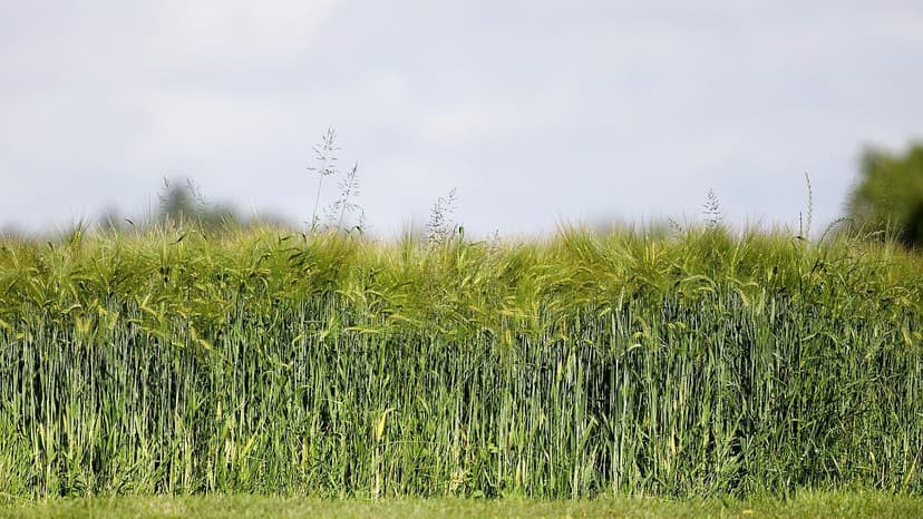 Biostimulants Écologiques : Amplificateurs Naturels de la Croissance d
