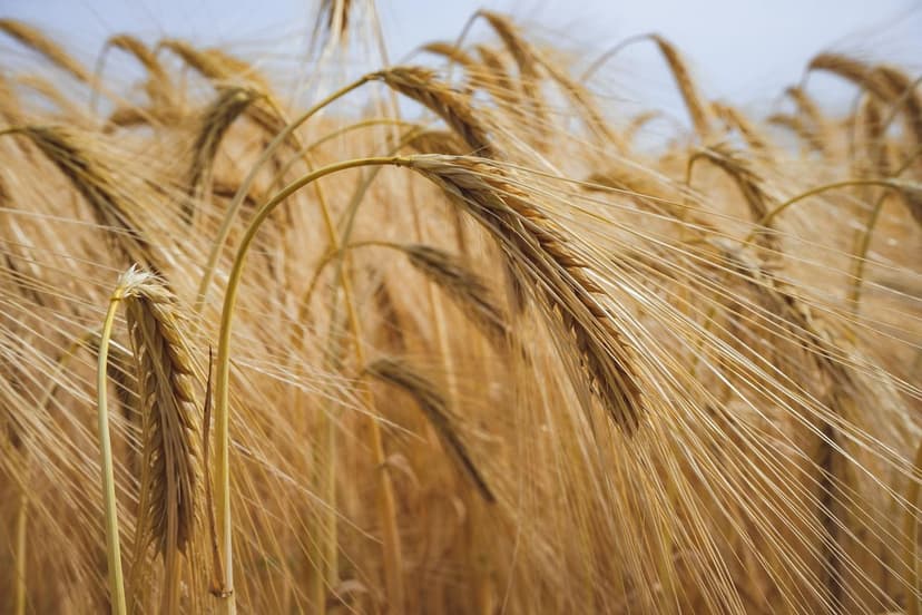Vorteile von Biostimulanzien im europäischen Pflanzenbau