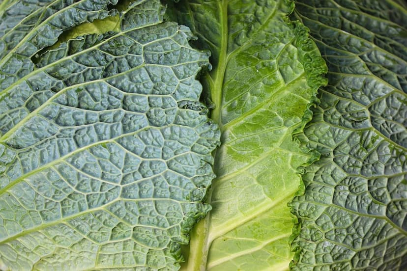 Alghe Unicellulari nel Suolo: Benefici e Funzioni