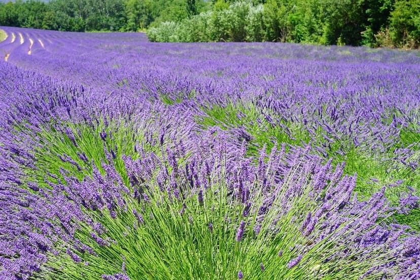 Azoto e Amminoacidi: Sinergia nell'Agricoltura Sostenibile