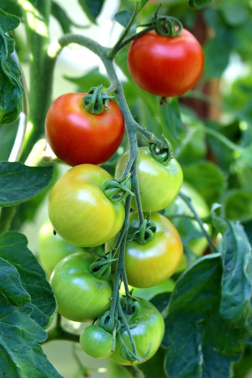 4. Agronomic results and benefits under abiotic stress conditions