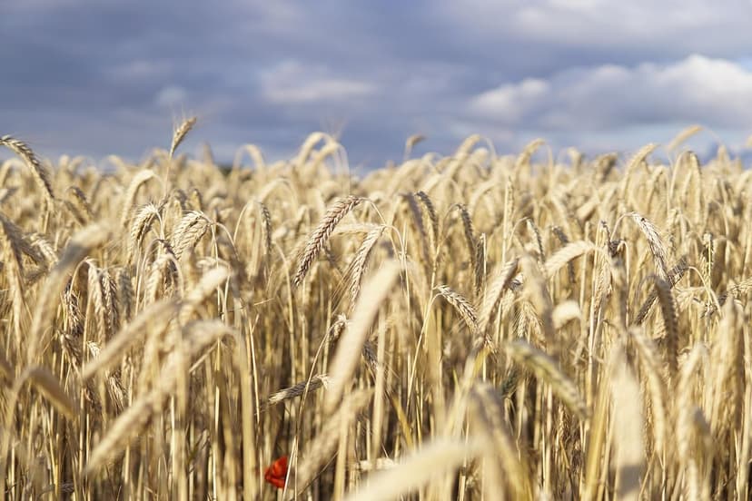 Engrais organiques qui améliorent la santé de vos cultures