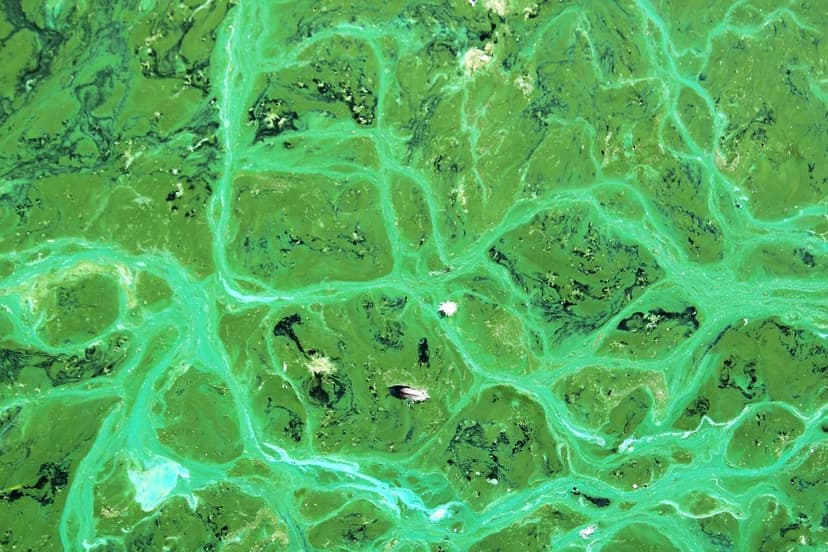Alghe Unicellulari: Vantaggi rispetto alle Alghe Marine