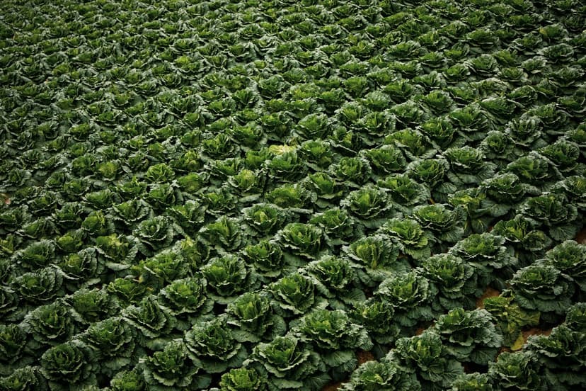 Avantages des bioprotecteurs dans les cultures de fruits tropicaux
