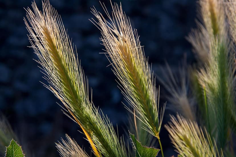 Stratégies d’Agriculture Durable en Amérique