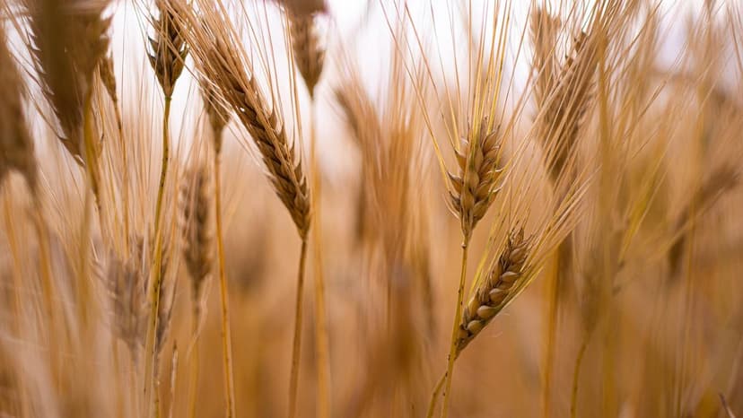 Bioestimulantes: melhora rentabilidade das culturas na Europa
