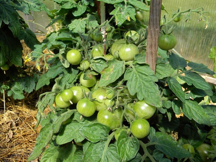 Bioestimulantes en tomate en Colombia: casos y resultados