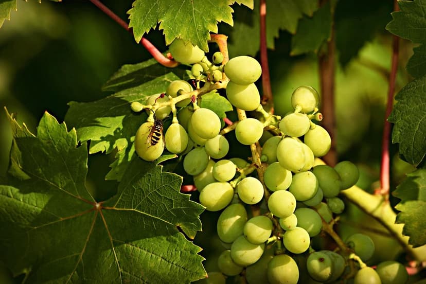 Come Correggere la Carenza di Azoto nella Vite