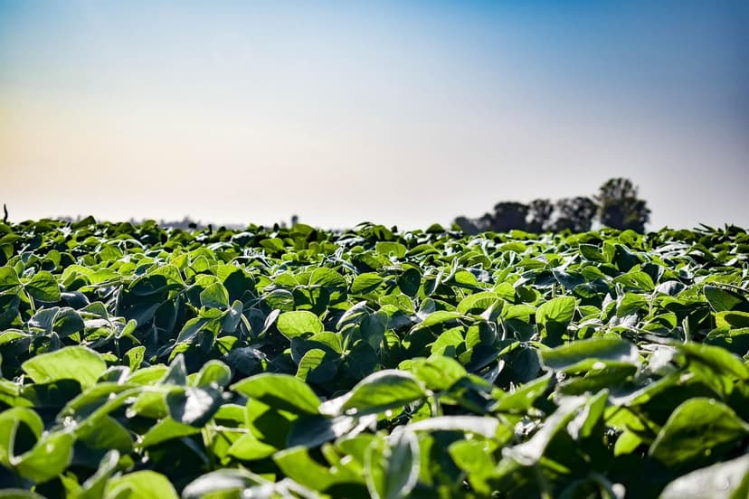 Bioestimulantes para Agricultura Sostenible en América Latina