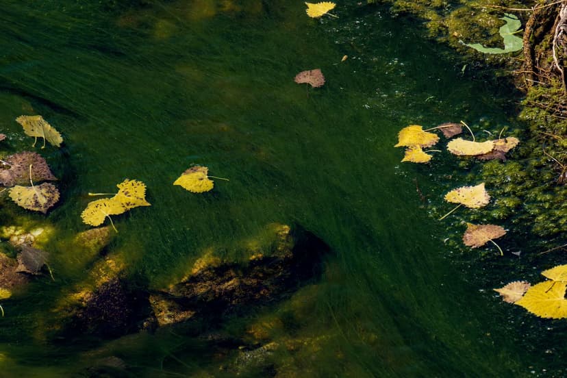 Unicellular Algae vs Amino Acids as Biostimulants