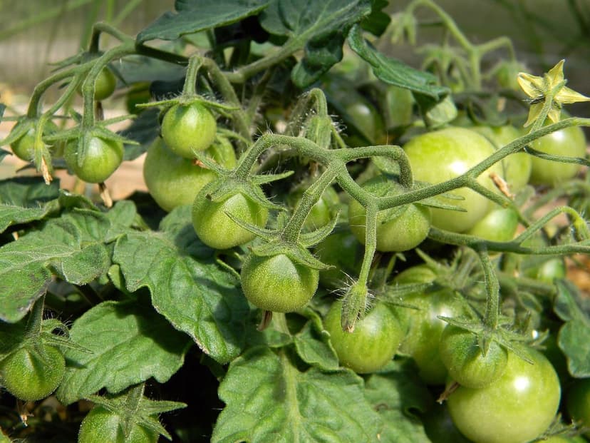Stratégies d'Irrigation Efficaces pour les Biostimulants chez la Tomat