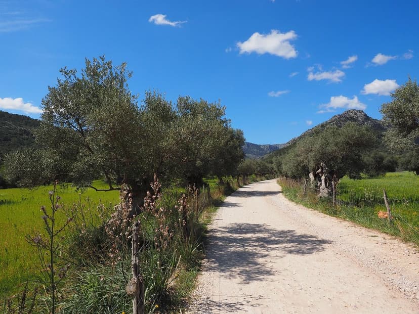 Use of Biostimulants in Pest Control in Olive Trees