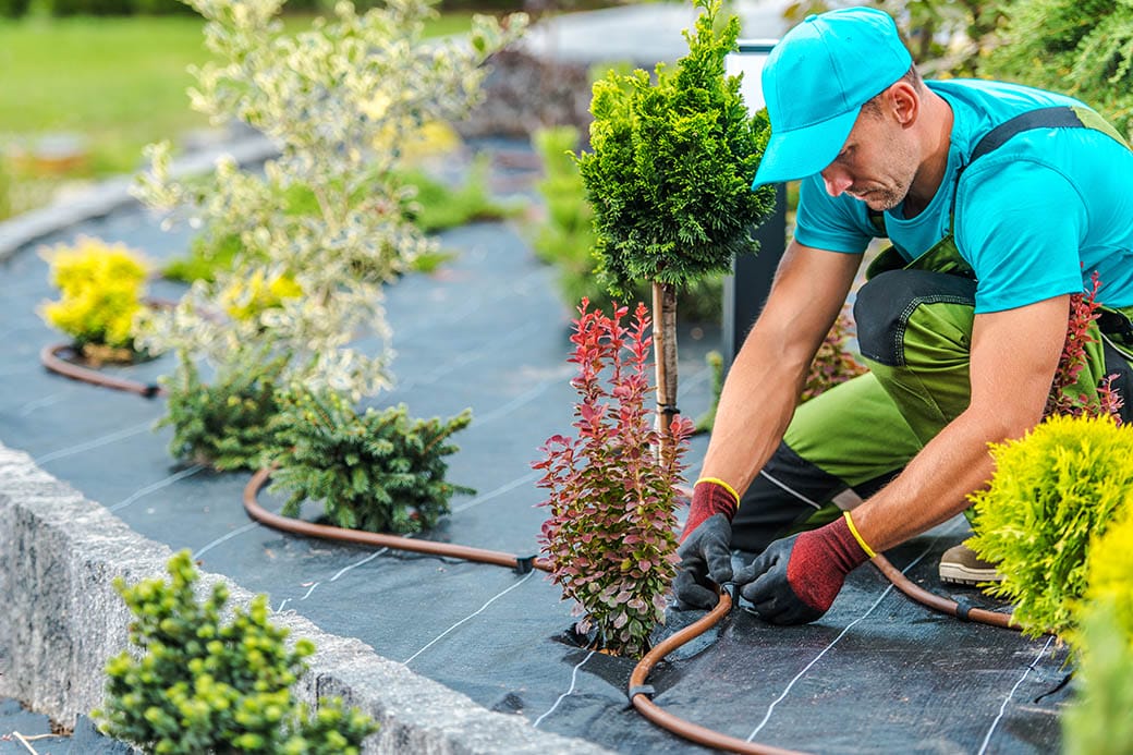 Cómo aplicar microalgas en el cultivo de berries