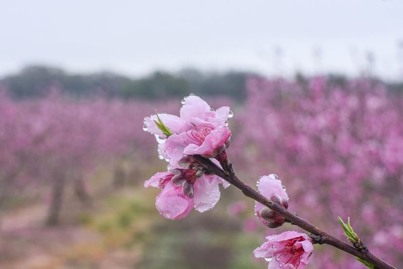Uso di biostimolanti per migliorare la fioritura nei susini