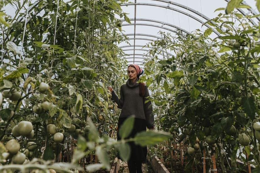 Management of sunscald in tomato with biostimulants