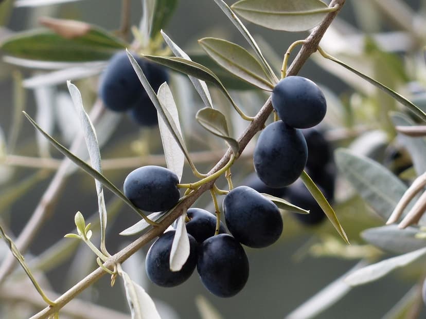 Come Correggere la Carenza di Azoto nell'Olivo
