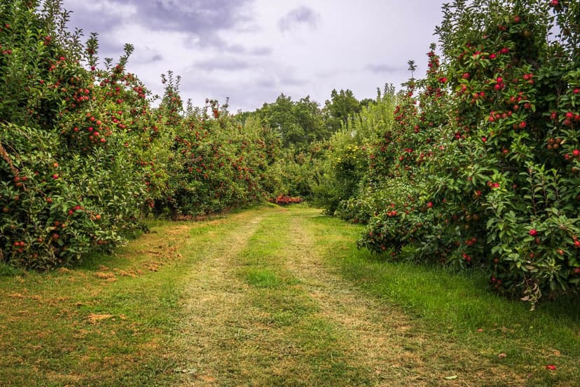 Bioestimulant Application Techniques in Fruit Trees