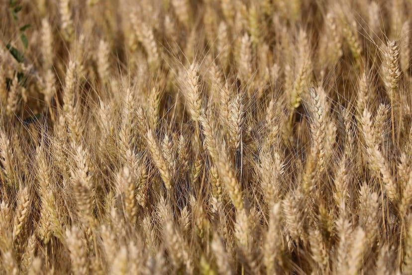 Bioestimulantes para Melhorar Cultivos na Europa
