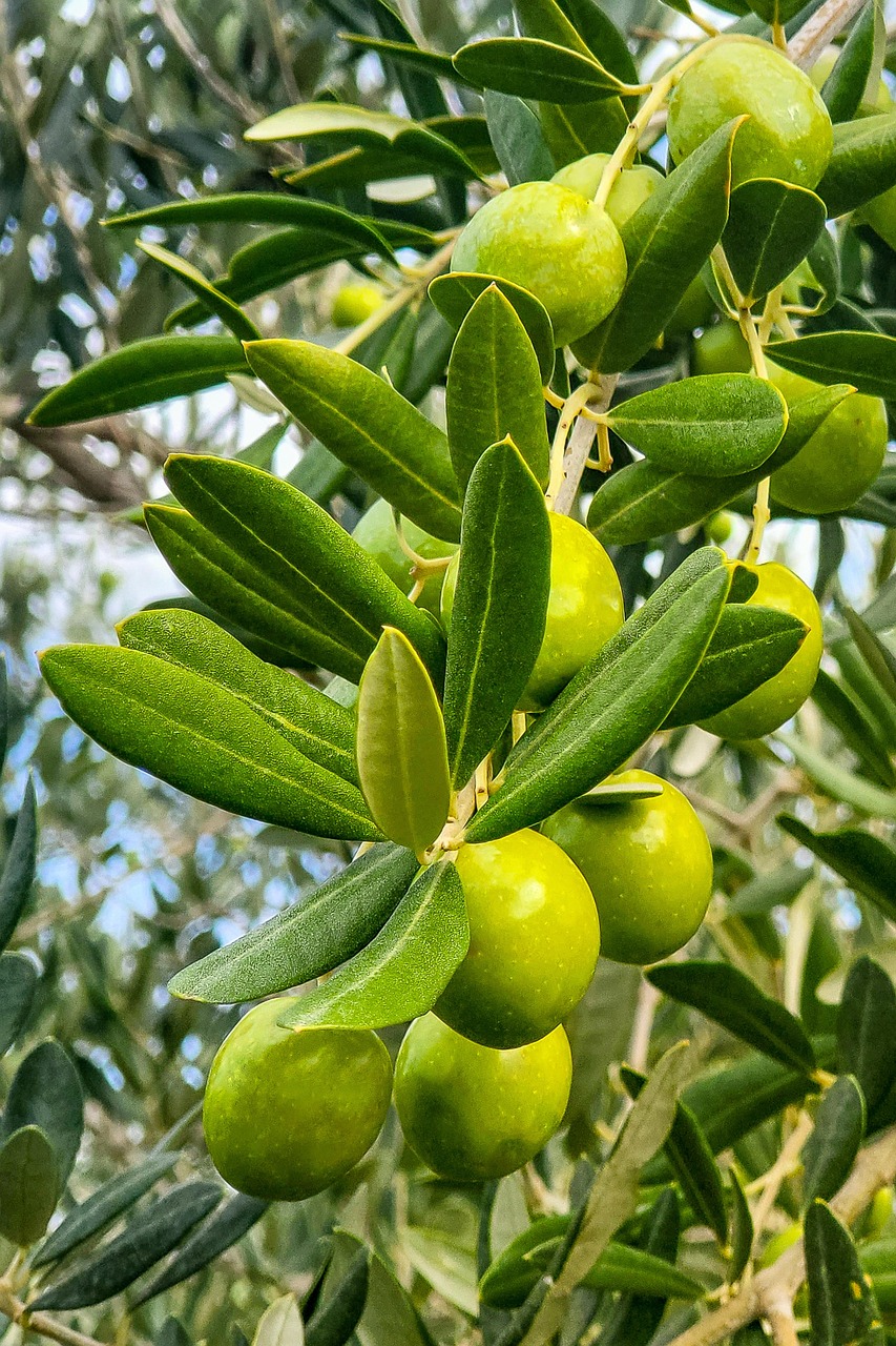 Aceitunas en olivar ecológico tratado con bioestimulantes de algas