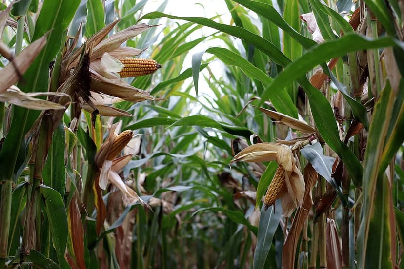 Wann und wie man Biostimulanzien bei tropischem Mais anwendet