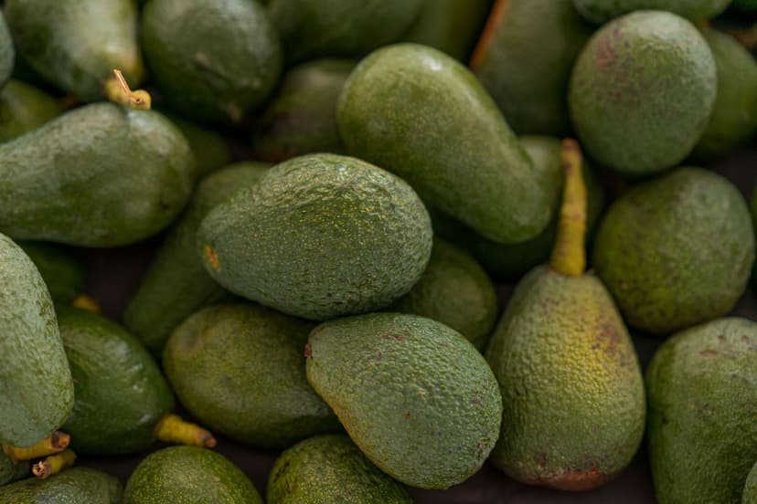 Nitrogen Fertilization in Avocado: Dosage and Key Timing
