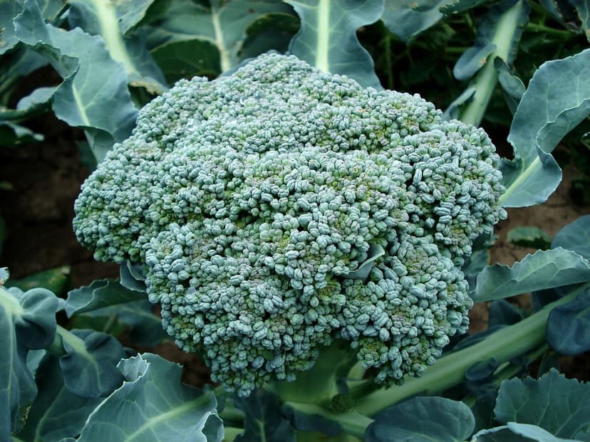 Microorganismes du sol qui stimulent les cultures agricoles