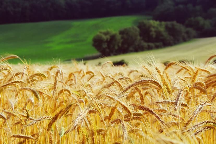 Biostimolanti Agricoli: Cosa Sono e Come Funzionano