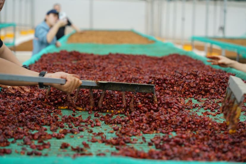 Soil Management for Optimal Berry Production