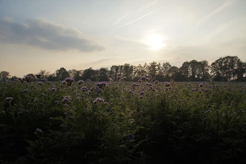 Fertilisation azotée du maïs : doses et application