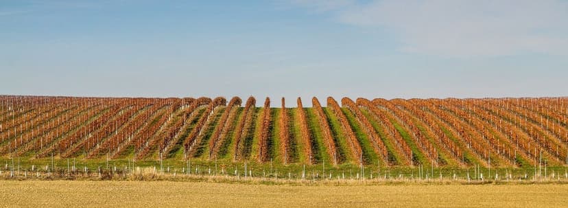Stickstoffdüngung bei Weinreben: Dosierung und Ausbringung