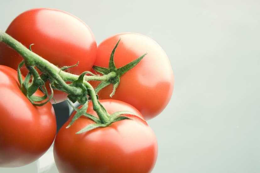 Biostimulants for Tomatoes in Colombia: Increase Production